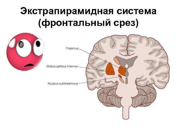 Презентация экстрапирамидная система