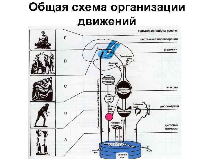 Уровни организации движений схема