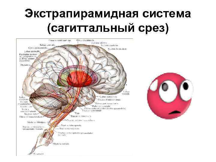 Экстрапирамидная система (сагиттальный срез) 