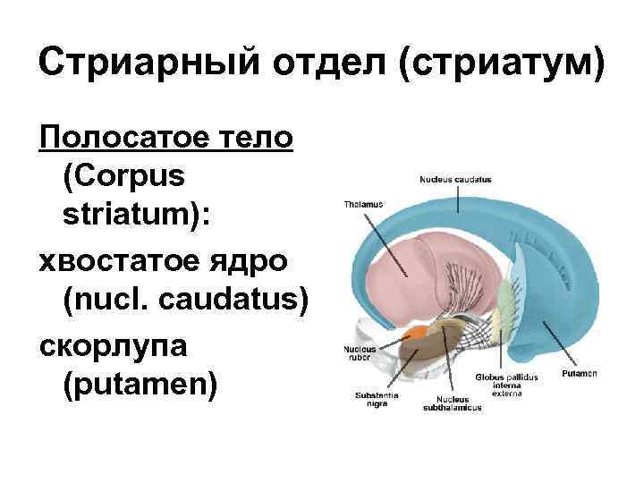 Стриарный отдел (стриатум) Полосатое тело (Corpus striatum): хвостатое ядро (nucl. caudatus) скорлупа (putamen) 