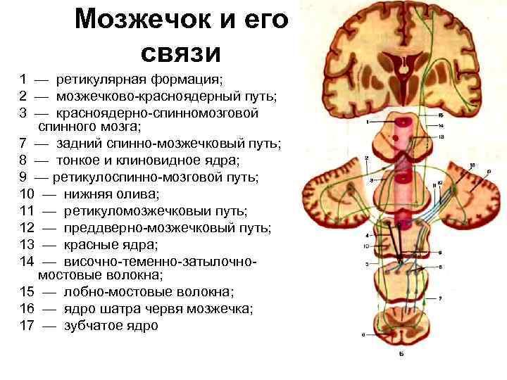 Мозжечок и его связи 1 — ретикулярная формация; 2 — мозжечково-красноядерный путь; 3 —