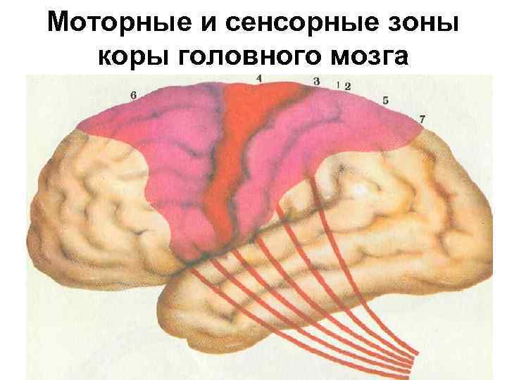 Моторные и сенсорные зоны коры головного мозга 