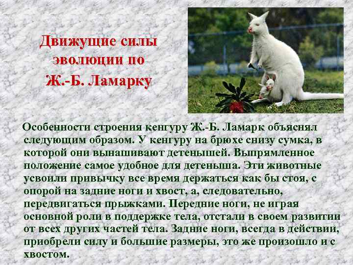 Движущие силы эволюции по Ж. -Б. Ламарку Особенности строения кенгуру Ж. -Б. Ламарк объяснял