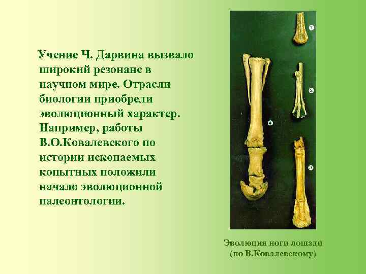 Учение Ч. Дарвина вызвало широкий резонанс в научном мире. Отрасли биологии приобрели эволюционный характер.