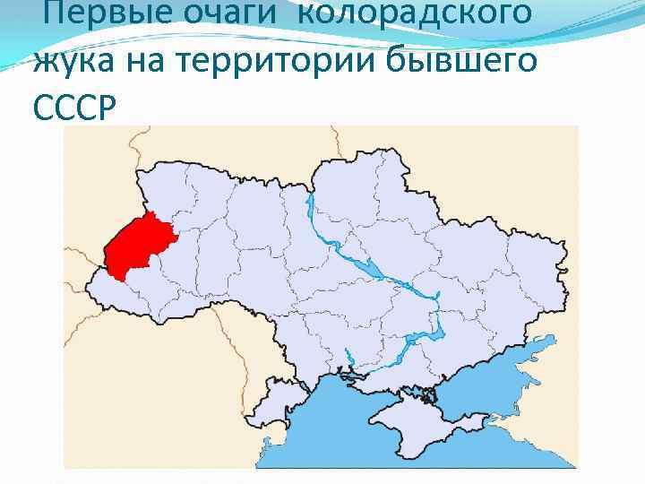 Первые очаги колорадского жука на территории бывшего СССР 