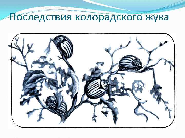 Последствия колорадского жука 