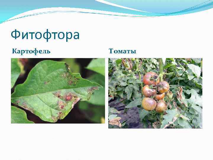 Фитофтора Картофель Томаты 