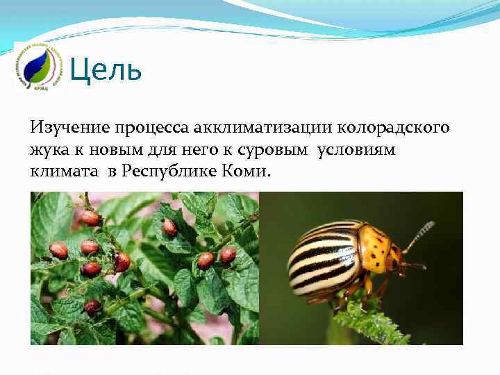 Цель Изучение процесса акклиматизации колорадского жука к новым для него к суровым условиям климата