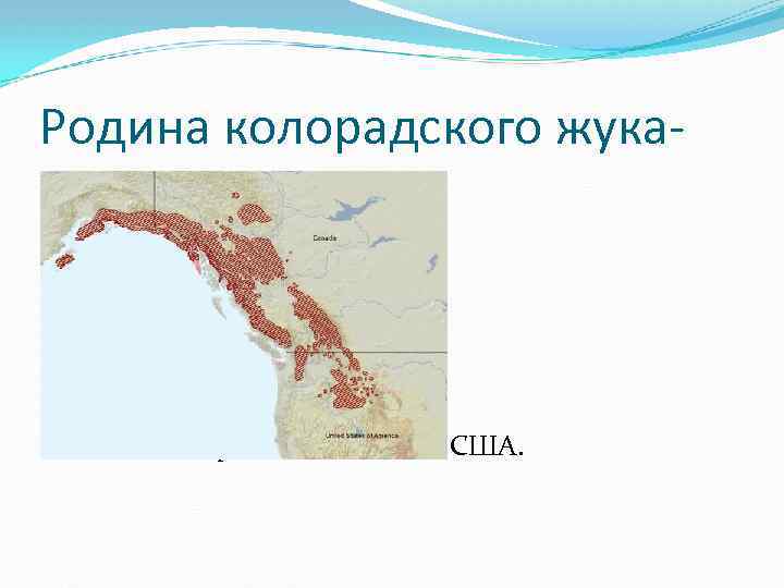 Родина колорадского жука- Скалистые горы на юго-западе США. 