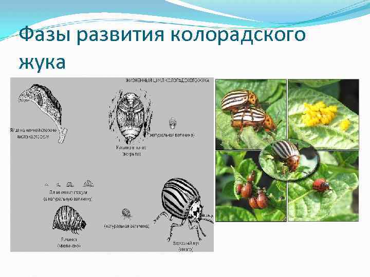 Фазы развития колорадского жука 