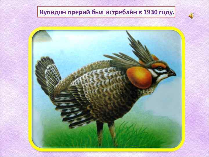 Купидон прерий был истреблён в 1930 году. 