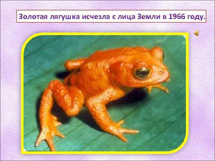 Золотая лягушка исчезла с лица Земли в 1966 году. 