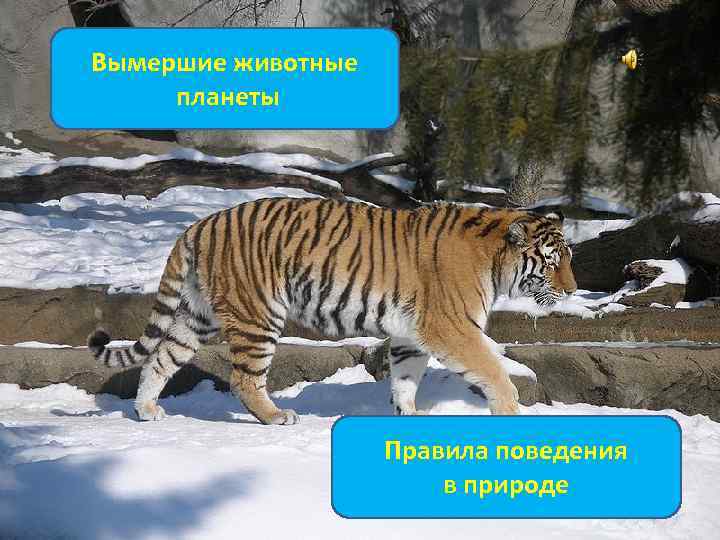 Вымершие животные планеты Правила поведения в природе 