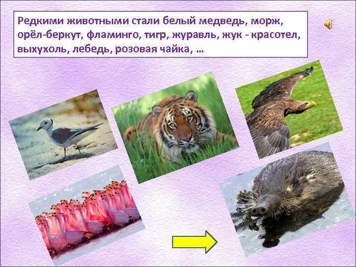 Редкими животными стали белый медведь, морж, орёл-беркут, фламинго, тигр, журавль, жук - красотел, выхухоль,