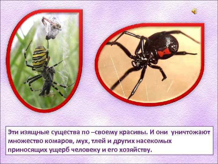 Эти изящные существа по –своему красивы. И они уничтожают множество комаров, мух, тлей и
