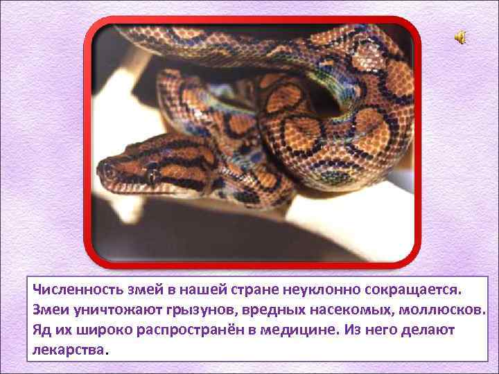 Численность змей в нашей стране неуклонно сокращается. Змеи уничтожают грызунов, вредных насекомых, моллюсков. Яд