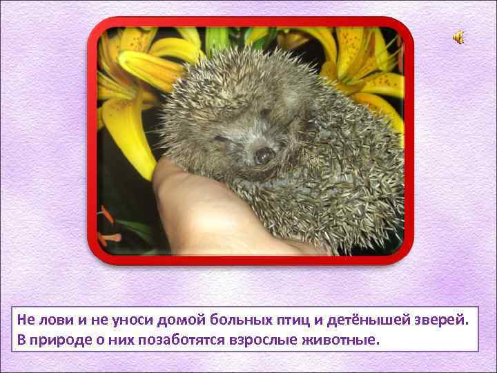 Не лови и не уноси домой больных птиц и детёнышей зверей. В природе о