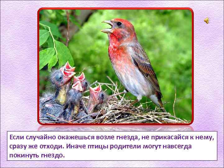Если случайно окажешься возле гнезда, не прикасайся к нему, сразу же отходи. Иначе птицы