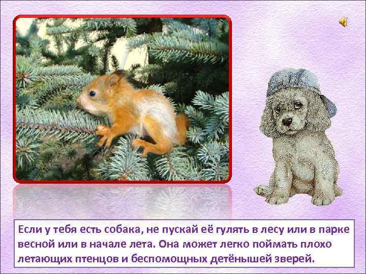 Если у тебя есть собака, не пускай её гулять в лесу или в парке