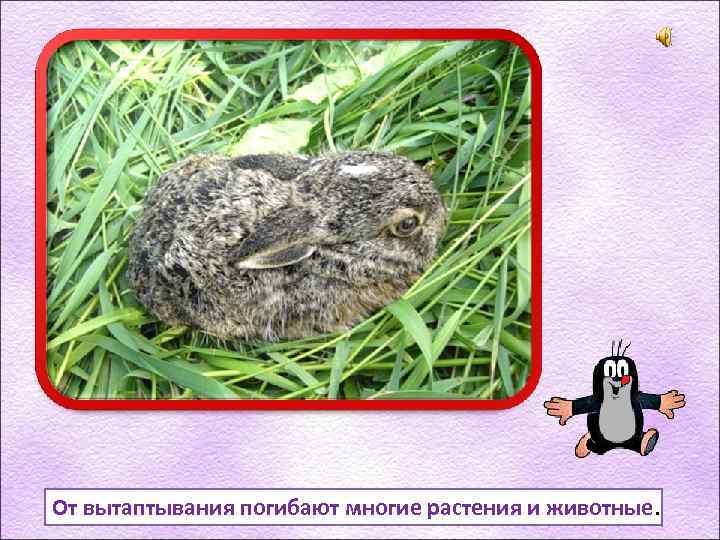 От вытаптывания погибают многие растения и животные. 