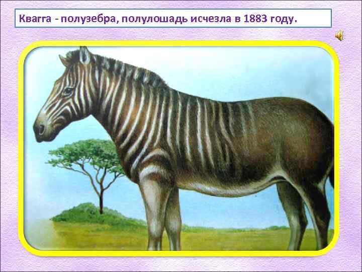 Квагга - полузебра, полулошадь исчезла в 1883 году. 