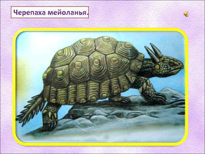 Черепаха мейоланья. 