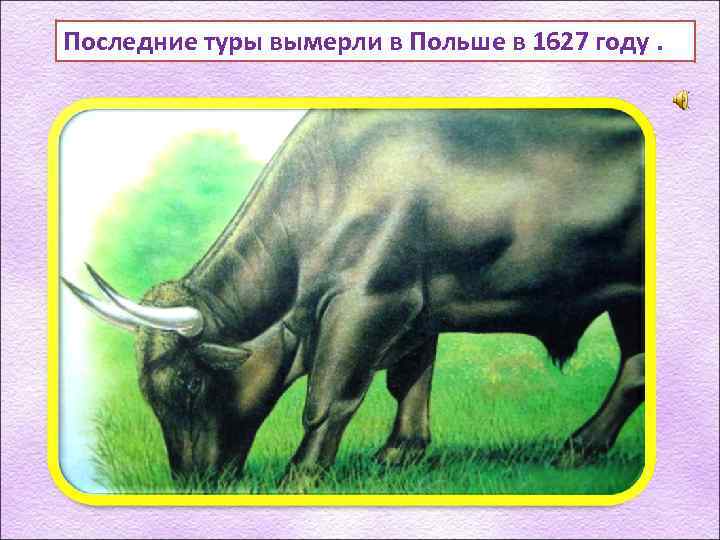 Последние туры вымерли в Польше в 1627 году. 
