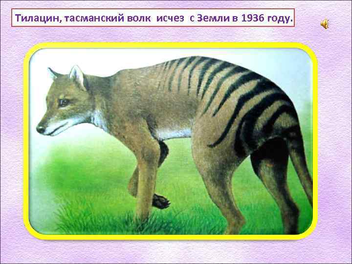 Тилацин, тасманский волк исчез с Земли в 1936 году. 