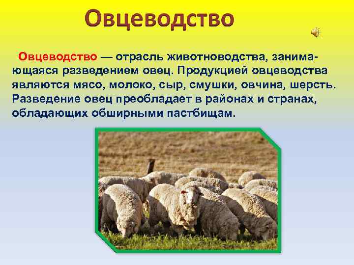  Овцеводство — отрасль животноводства, занимающаяся разведением овец. Продукцией овцеводства являются мясо, молоко, сыр,