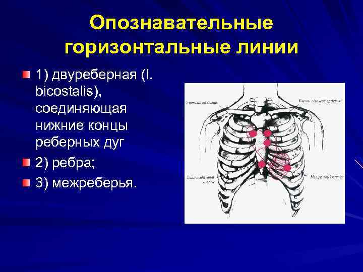 Линии ребер. Реберная дуга. Ребра и межреберья. Ребра и межреберья анатомия. Межреберья схема.