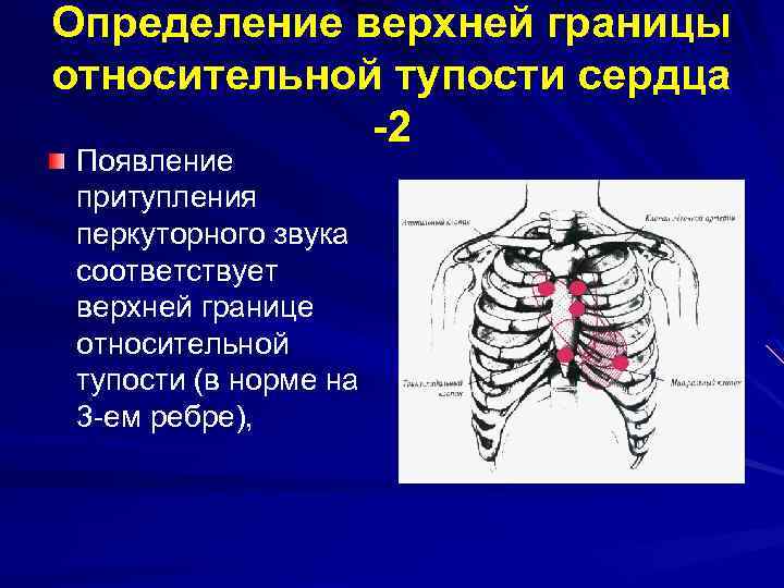 Границы сердца 2 года