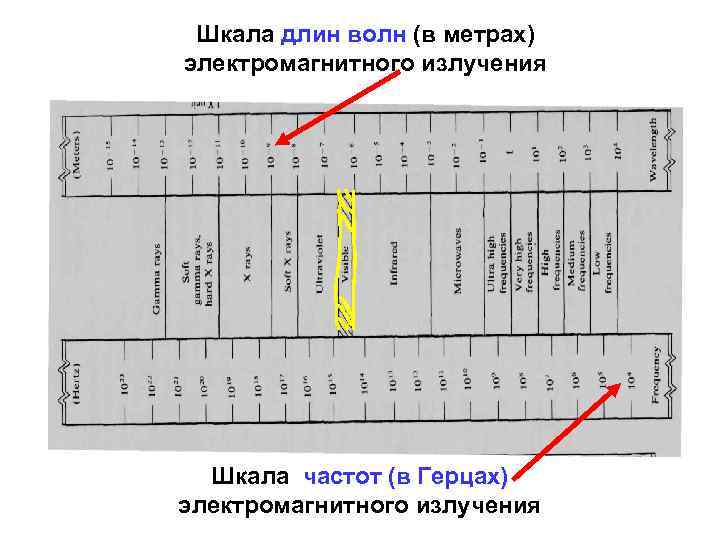 Шкала длин волн (в метрах) электромагнитного излучения Шкала частот (в Герцах) электромагнитного излучения 