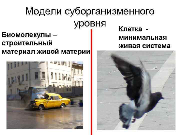 Модели суборганизменного уровня Клетка - Биомолекулы – строительный материал живой материи минимальная живая система
