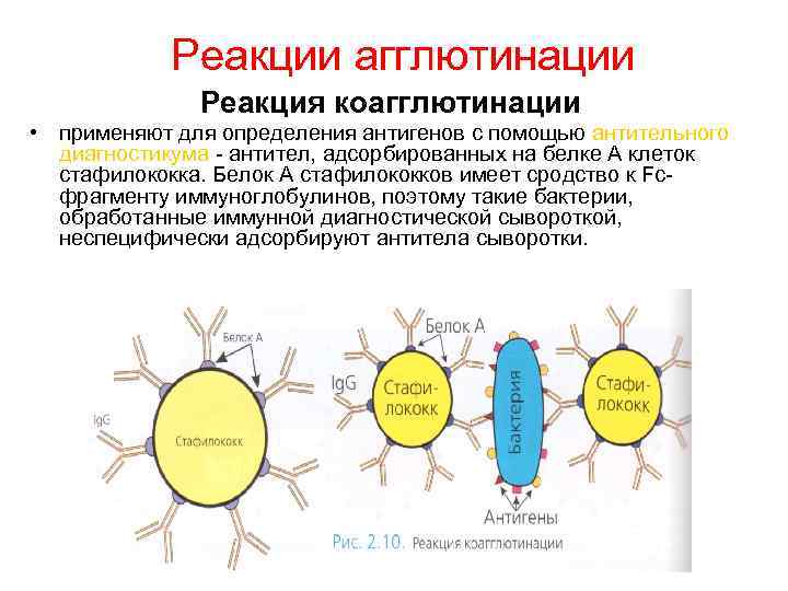 Картинки реакции агглютинации