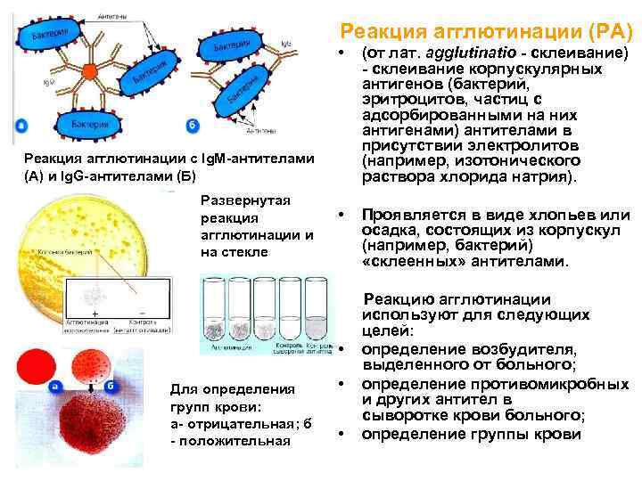 Корпускулярный антиген это