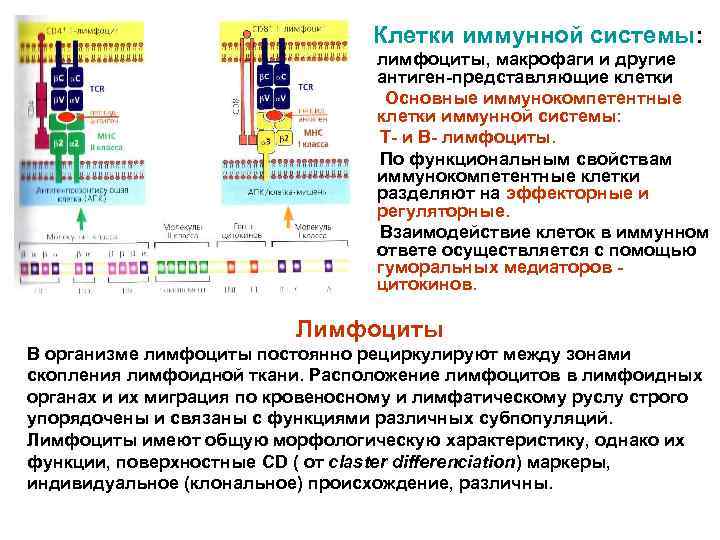 Клетки иммунной системы: лимфоциты, макрофаги и другие антиген-представляющие клетки Основные иммунокомпетентные клетки иммунной системы: