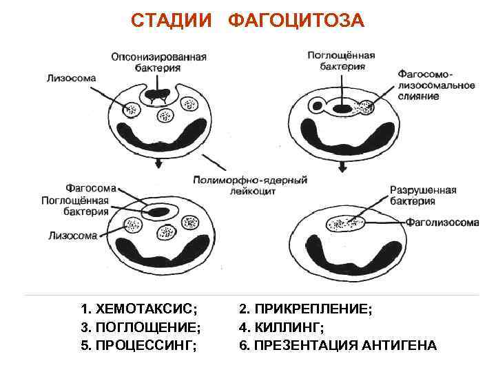 СТАДИИ ФАГОЦИТОЗА 1. ХЕМОТАКСИС; 3. ПОГЛОЩЕНИЕ; 5. ПРОЦЕССИНГ; 2. ПРИКРЕПЛЕНИЕ; 4. КИЛЛИНГ; 6. ПРЕЗЕНТАЦИЯ