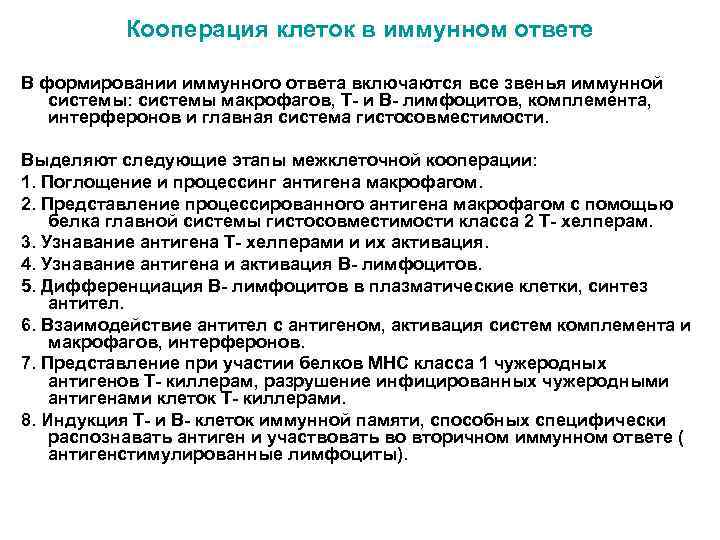 Кооперация клеток в иммунном ответе В формировании иммунного ответа включаются все звенья иммунной системы: