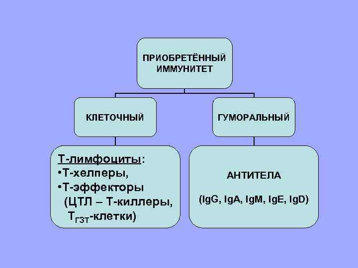 ПРИОБРЕТЁННЫЙ ИММУНИТЕТ КЛЕТОЧНЫЙ Т-лимфоциты: • Т-хелперы, • Т-эффекторы (ЦТЛ – Т-киллеры, ТГЗТ-клетки) ГУМОРАЛЬНЫЙ АНТИТЕЛА