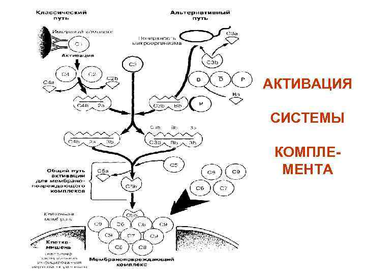 АКТИВАЦИЯ СИСТЕМЫ КОМПЛЕМЕНТА 