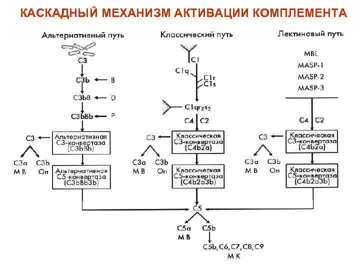 КАСКАДНЫЙ МЕХАНИЗМ АКТИВАЦИИ КОМПЛЕМЕНТА 
