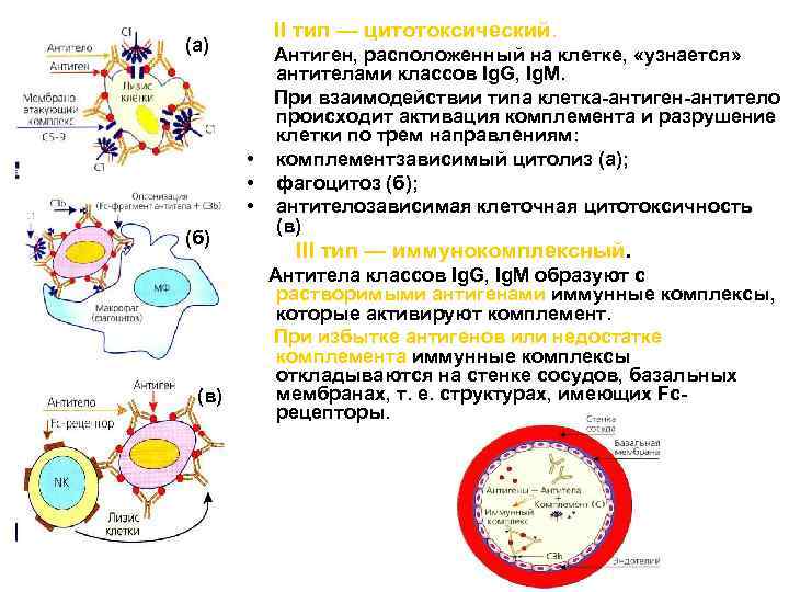 II тип — цитотоксический. (а) • • • (б) (в) Антиген, расположенный на клетке,