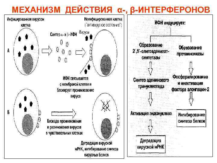 МЕХАНИЗМ ДЕЙСТВИЯ α-, β-ИНТЕРФЕРОНОВ 