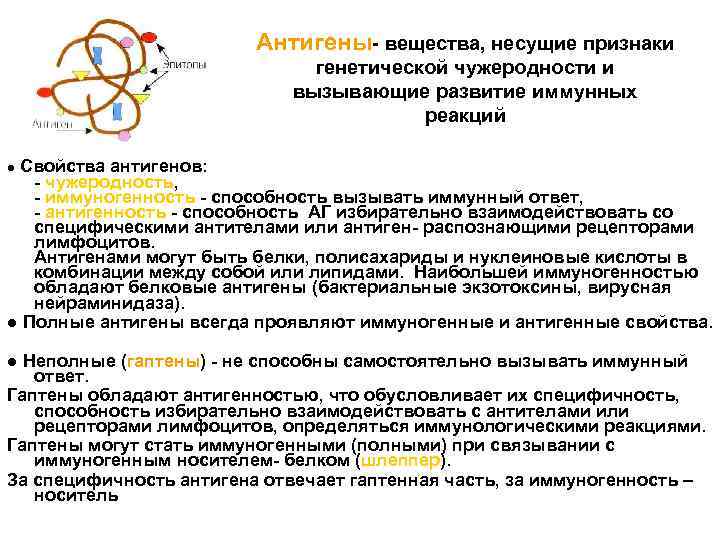 Антигены- вещества, несущие признаки генетической чужеродности и вызывающие развитие иммунных реакций ● Свойства антигенов: