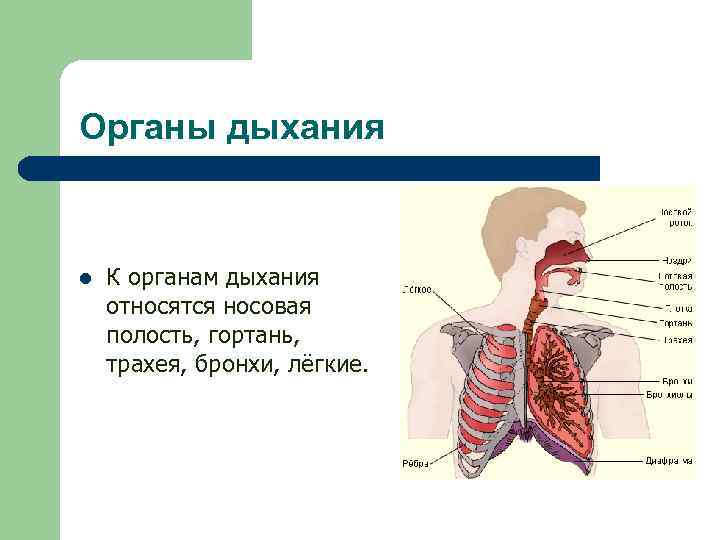 Органы дыхания l К органам дыхания относятся носовая полость, гортань, трахея, бронхи, лёгкие. 