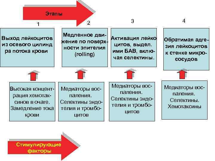 Этапы 2 1 Выход лейкоцитов из осевого цилинд ра потока крови Высокая концентрация хемотаксинов