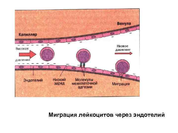 Миграция лейкоцитов через эндотелий 