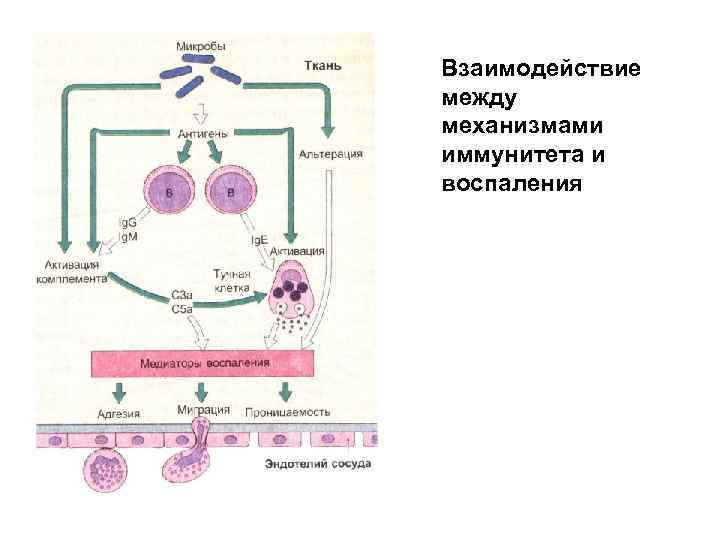 Взаимодействие между механизмами иммунитета и воспаления 