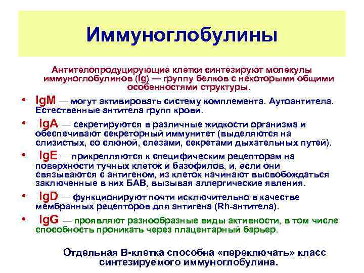 Иммуноглобулины Антителопродуцирующие клетки синтезируют молекулы иммуноглобулинов (Ig) — группу белков с некоторыми общими особенностями