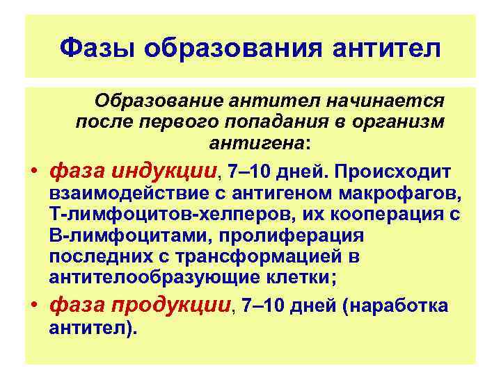 Фазы образования антител Образование антител начинается после первого попадания в организм антигена: • фаза